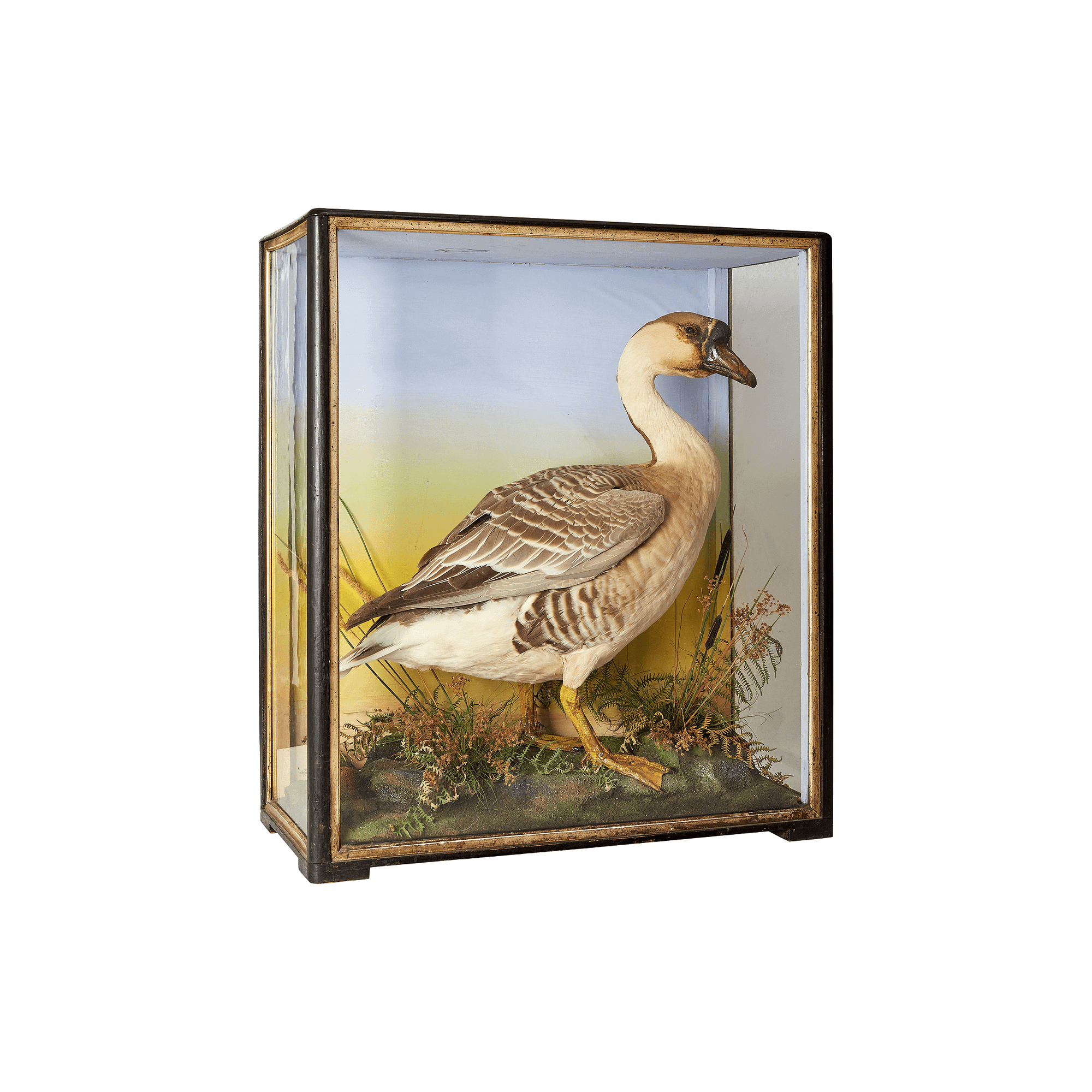 TG-001 Taxidermy Goose in Glass Box