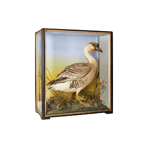 TG-001 Taxidermy Goose in Glass Box