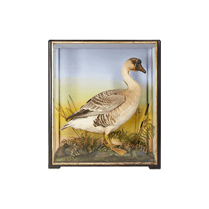 TG-001B Taxidermy Goose in Glass Box