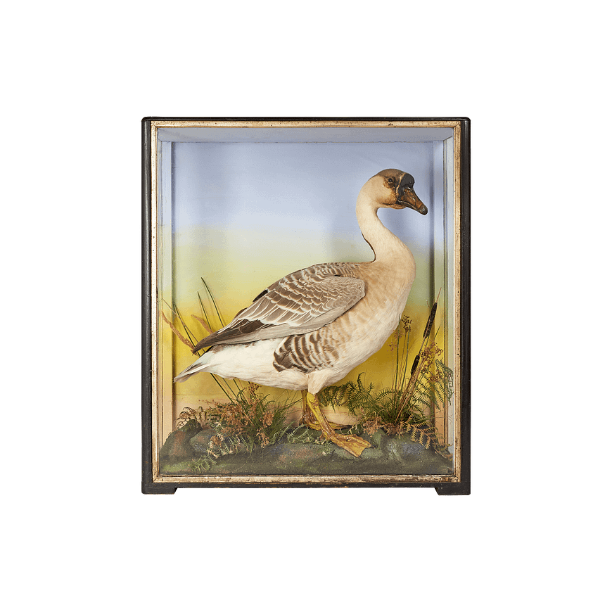 Taxidermy goose in glass box